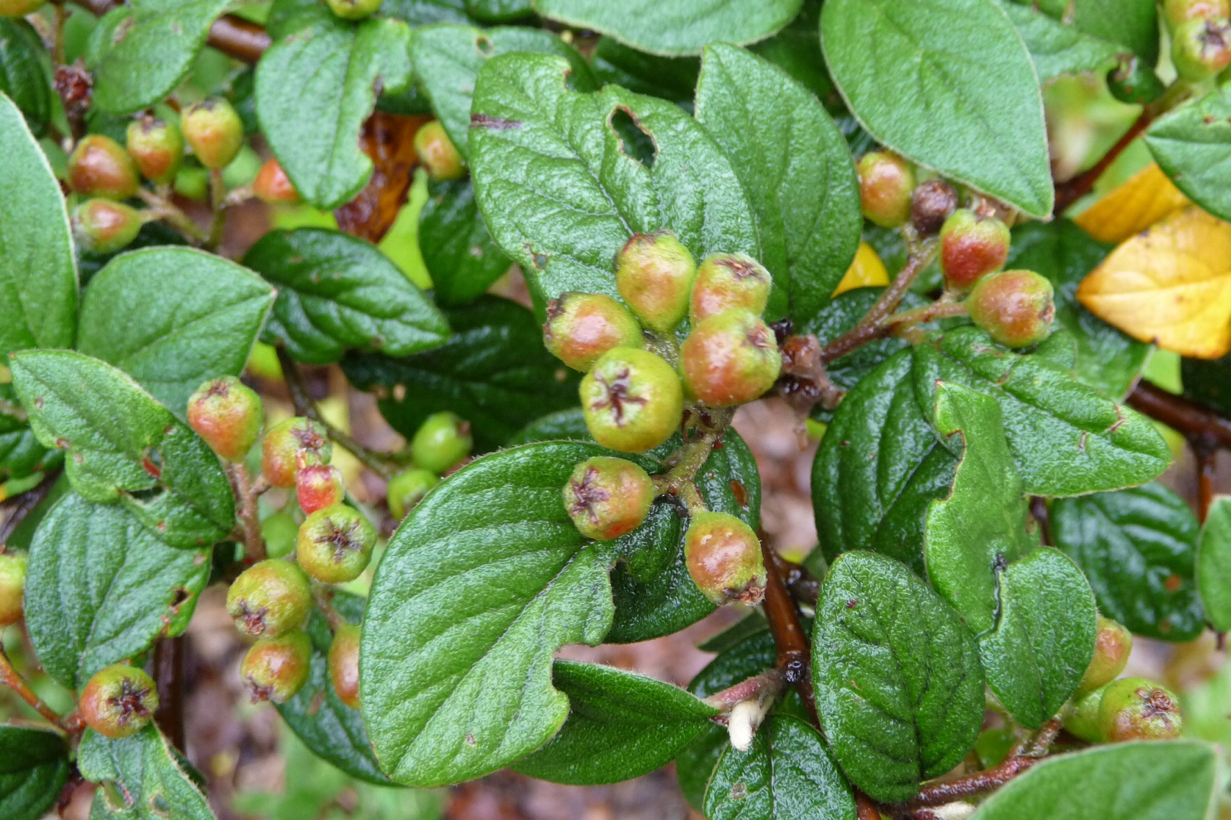 Verschillende kleuren