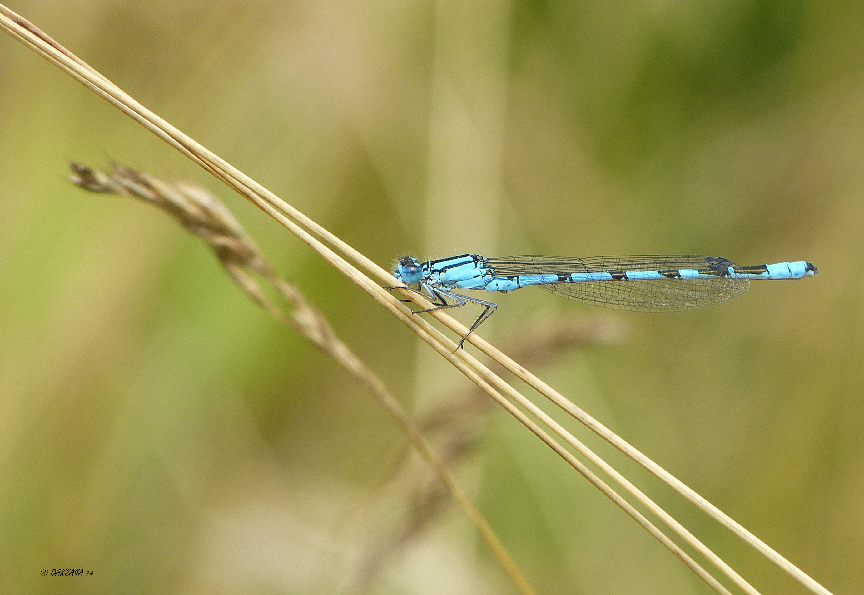 Blauw juffertje