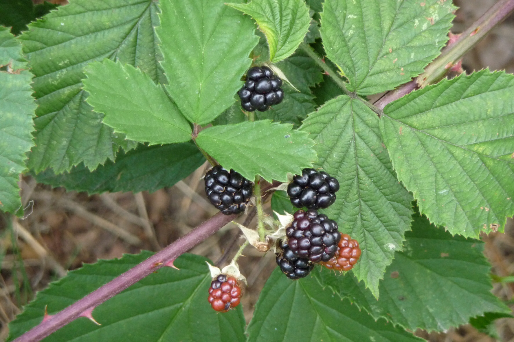Wilde bramen 2