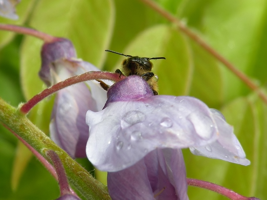 Bij overvallen door de regen