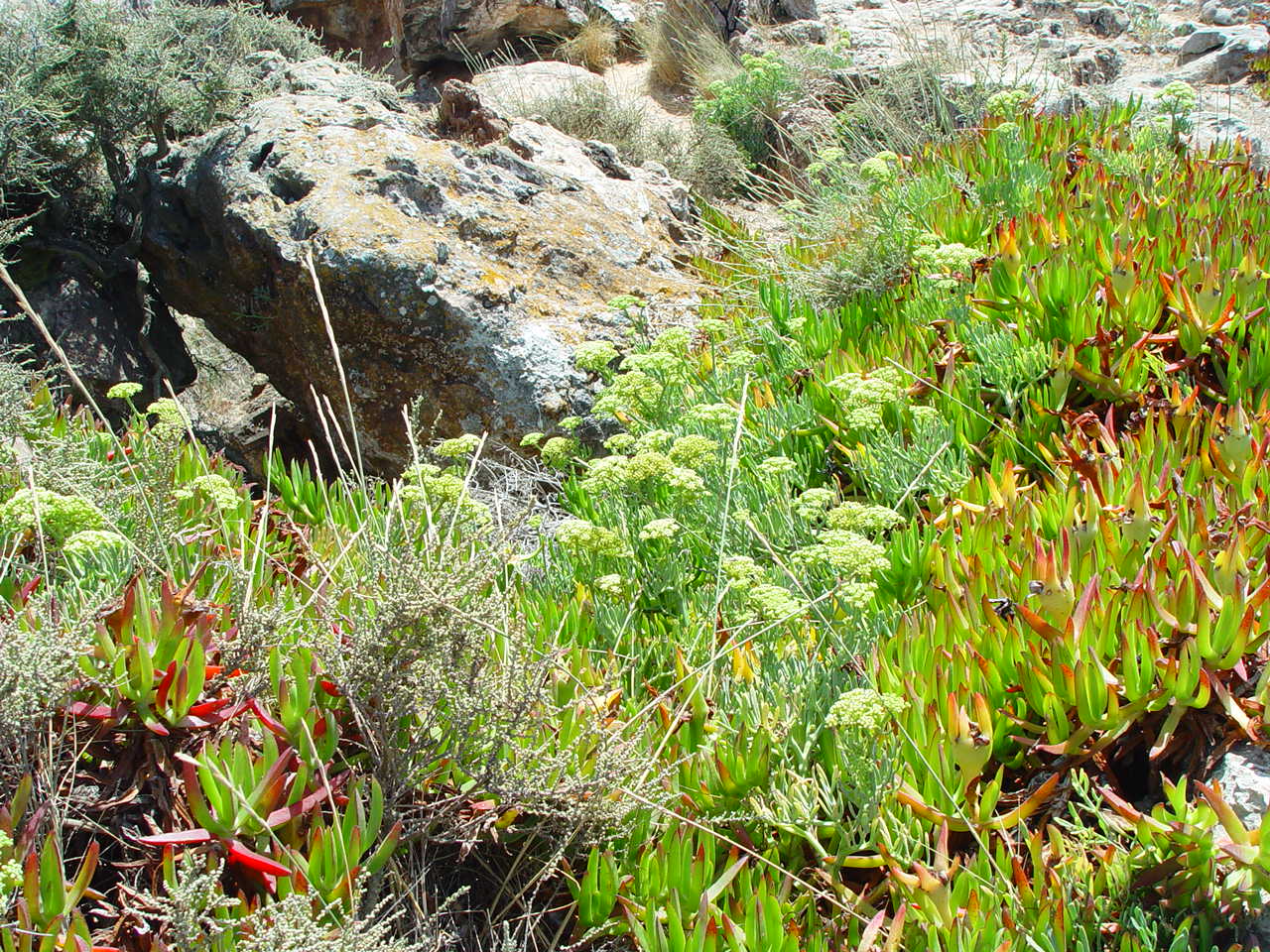 Vele soorten planten