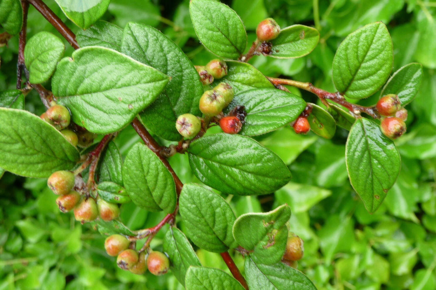 Verschillende kleuren 2