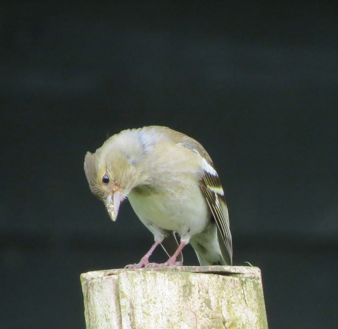 Hooggeëerd publiek..