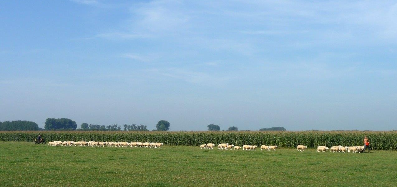 Schapen ophalen