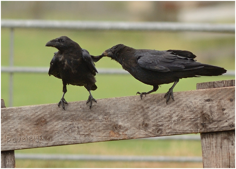 jonge Raven