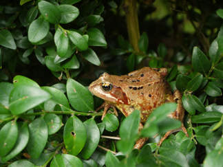 Kikker met afwijkende kleur
