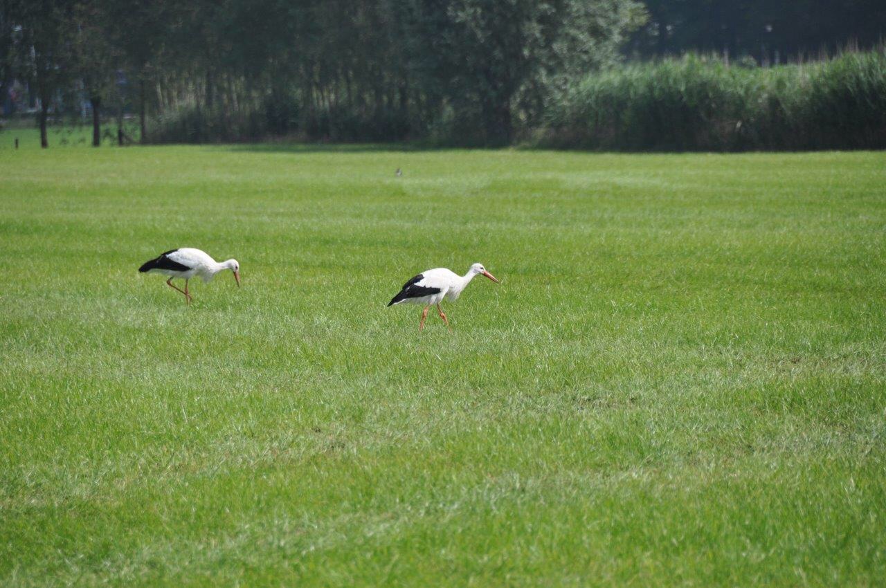 Ooievaars 2