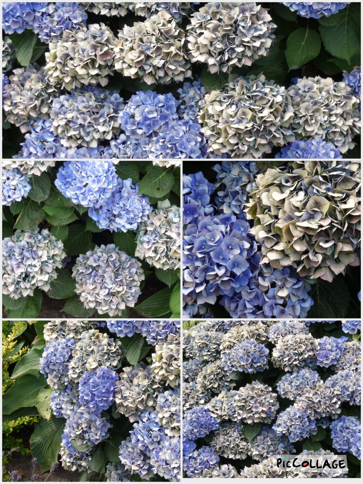 Hortensia collage