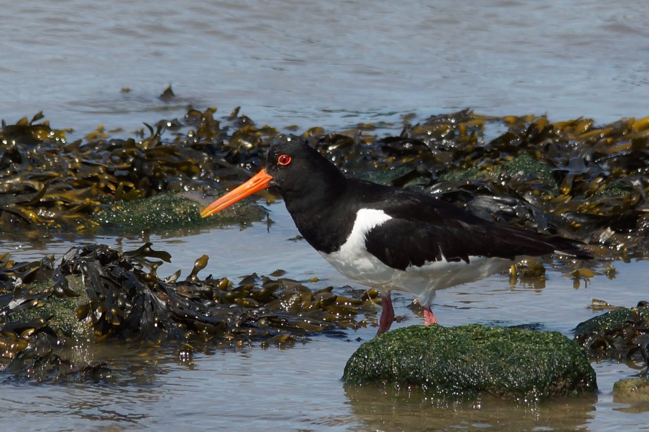 scholekster op het wad 