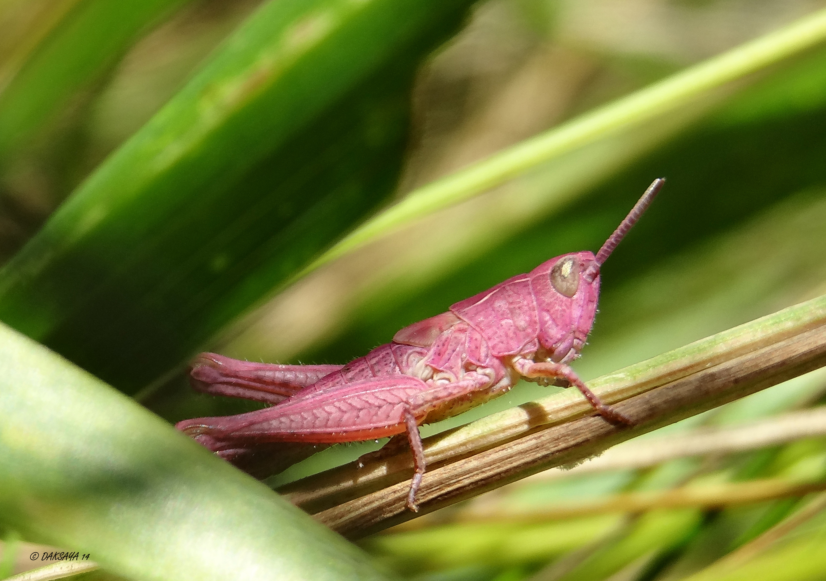 Roze sprinkhaan