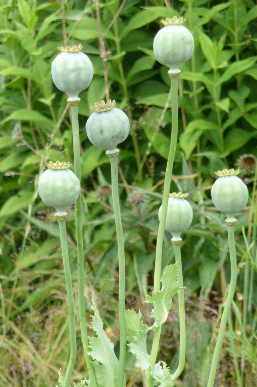 Uitgebloeide papavers