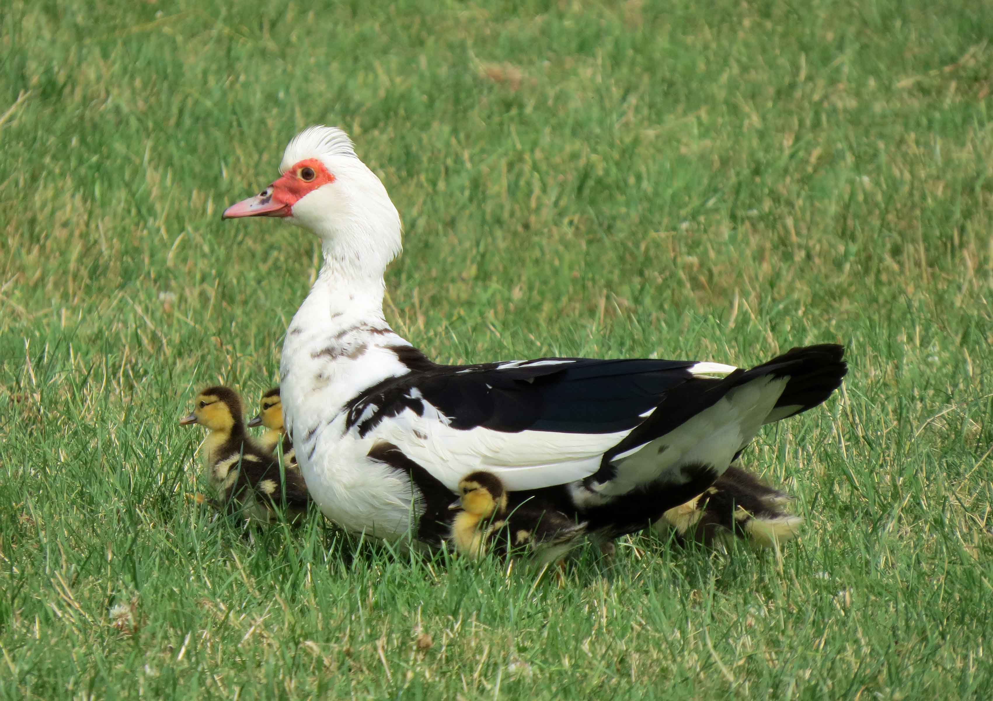 Muskuseend met jongen