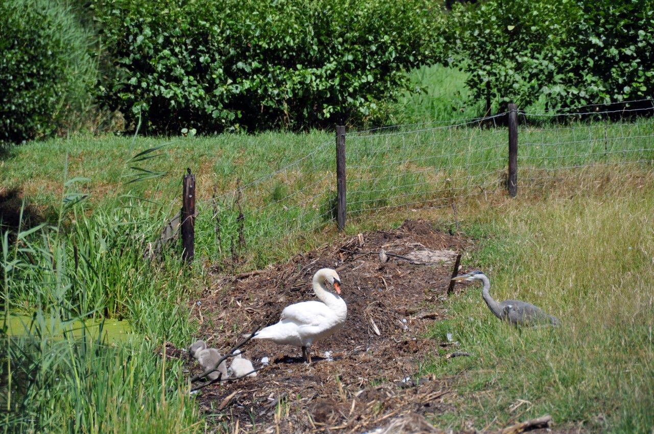 Zwaan met kleintjes 2