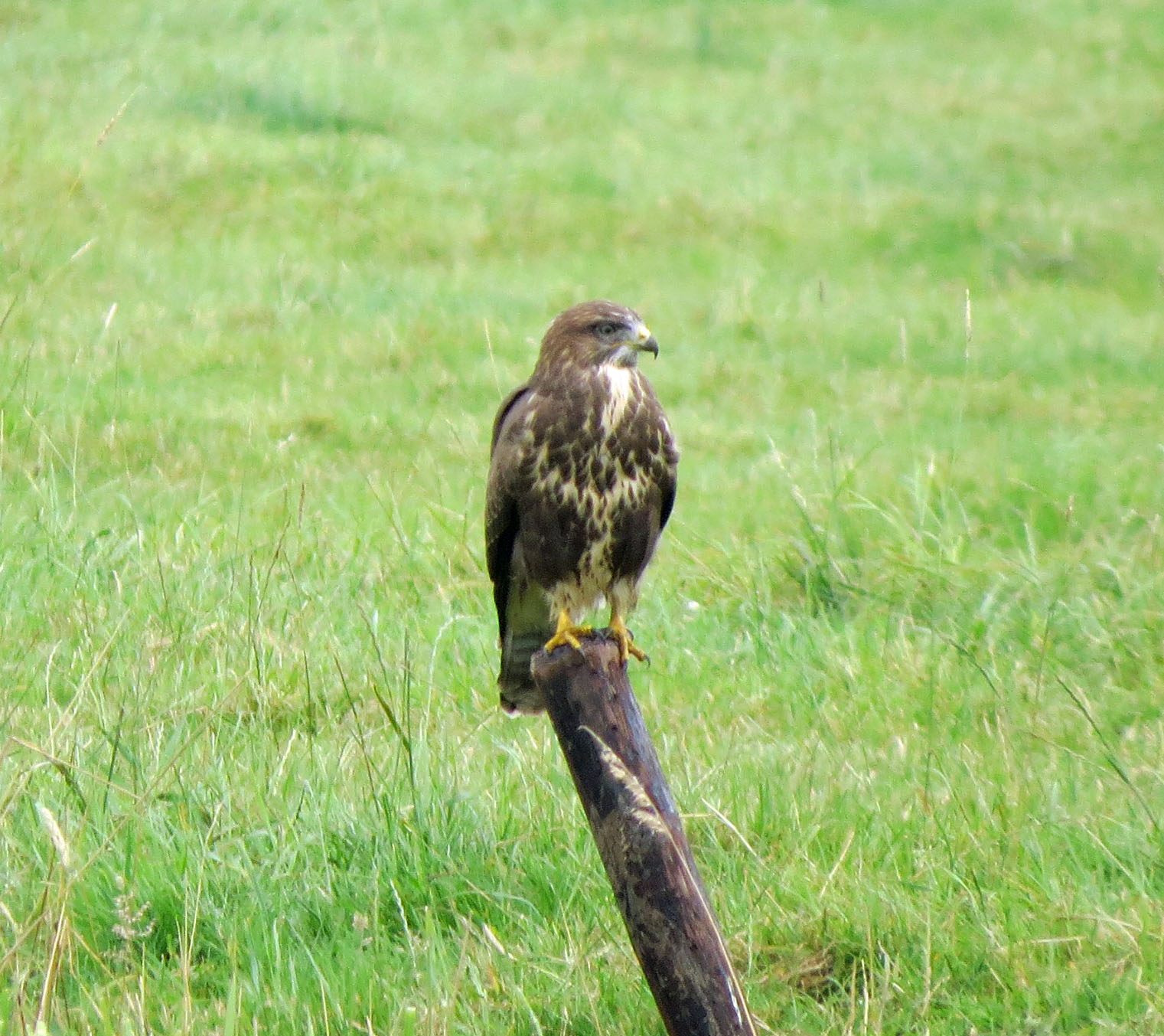 Buizerd