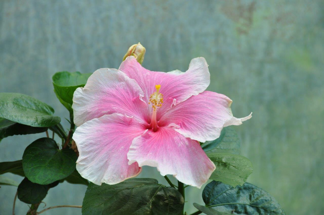 Hibiscus