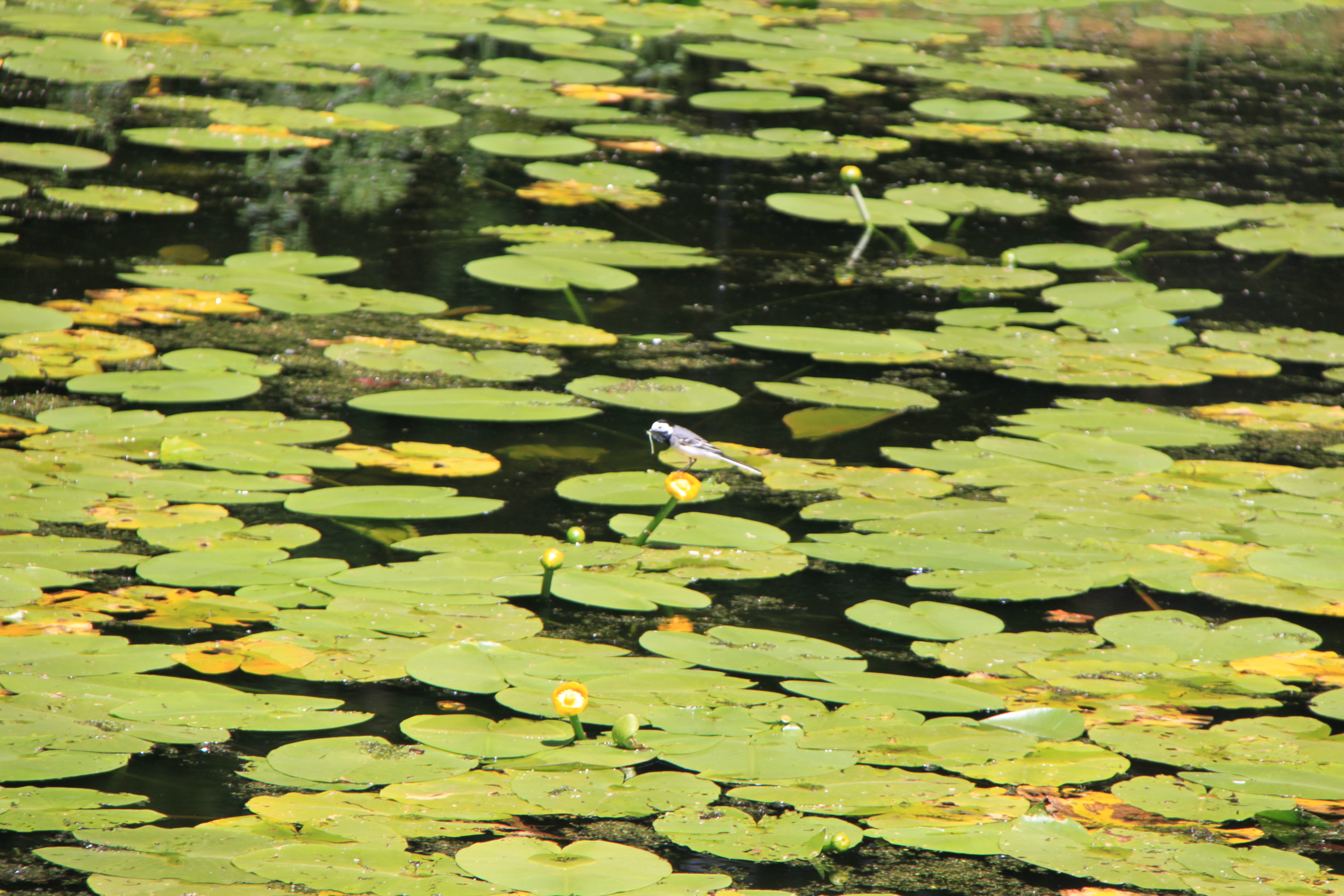 Kwikstaartje vangt libelle!