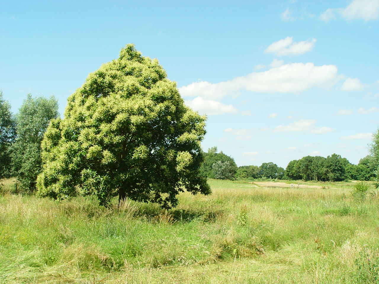 Bloeiende Tamme Kastanjeboom