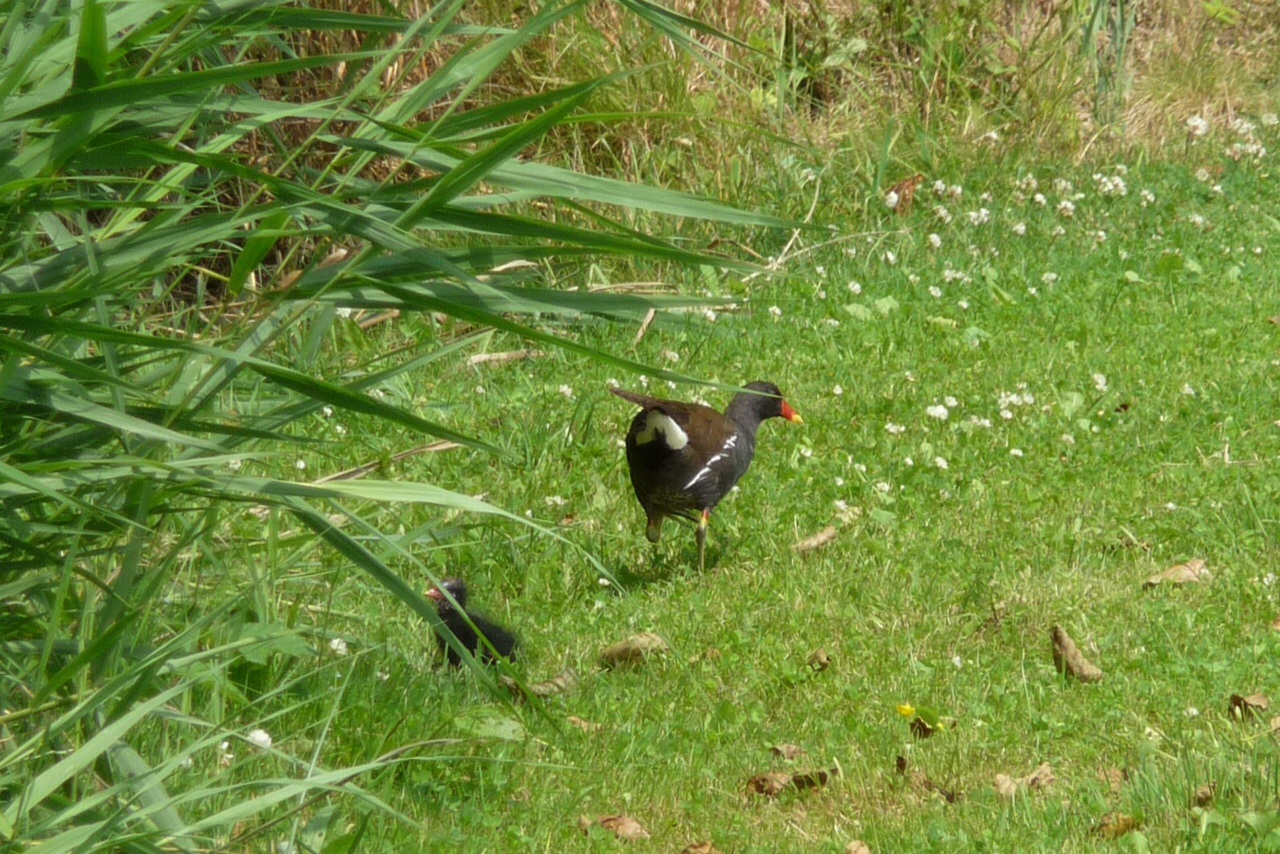Waterhoen met meerkoetpul