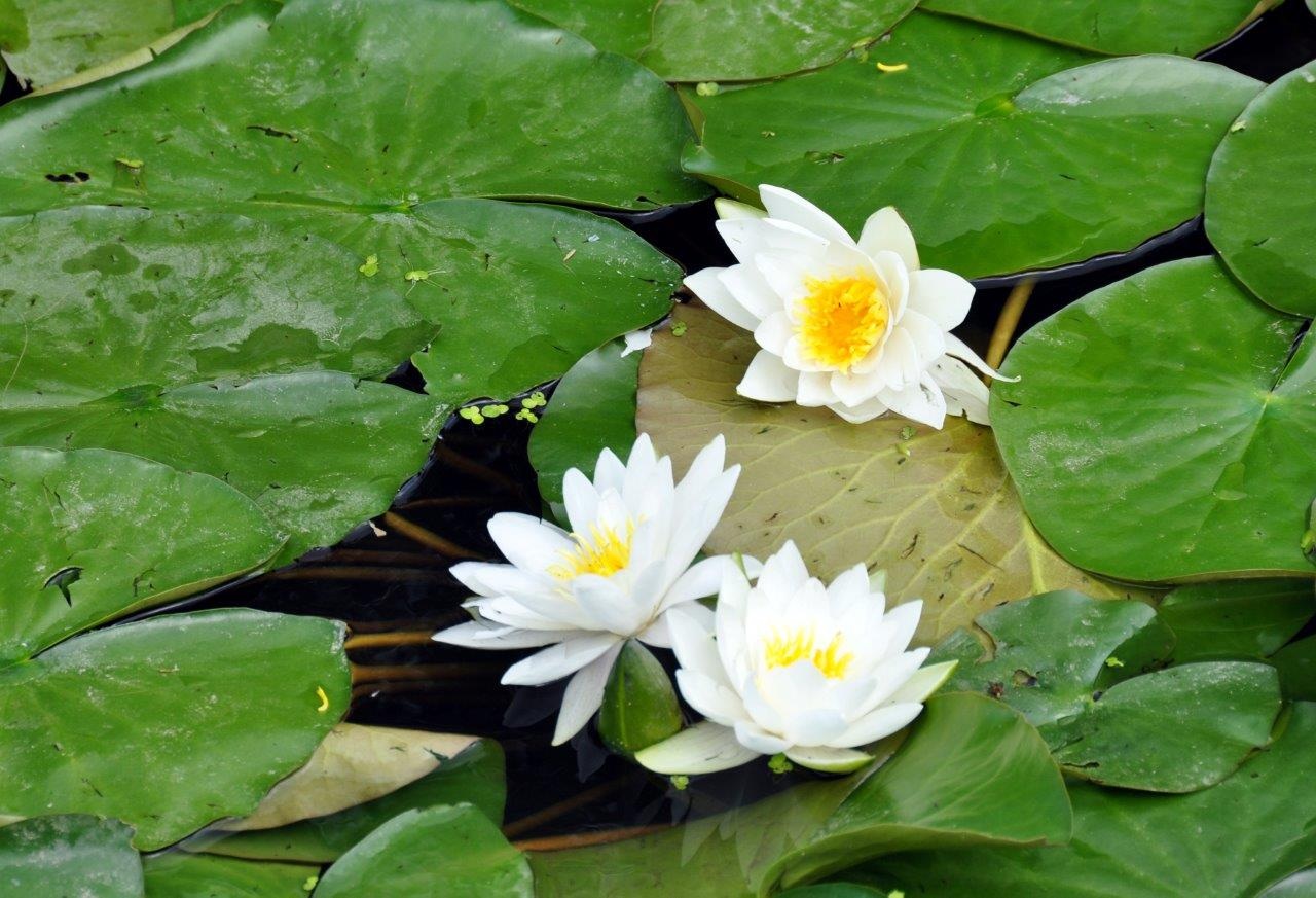Waterlelie
