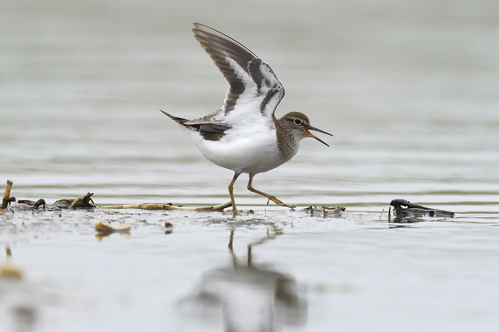 Oeverloper Balgzandpolder