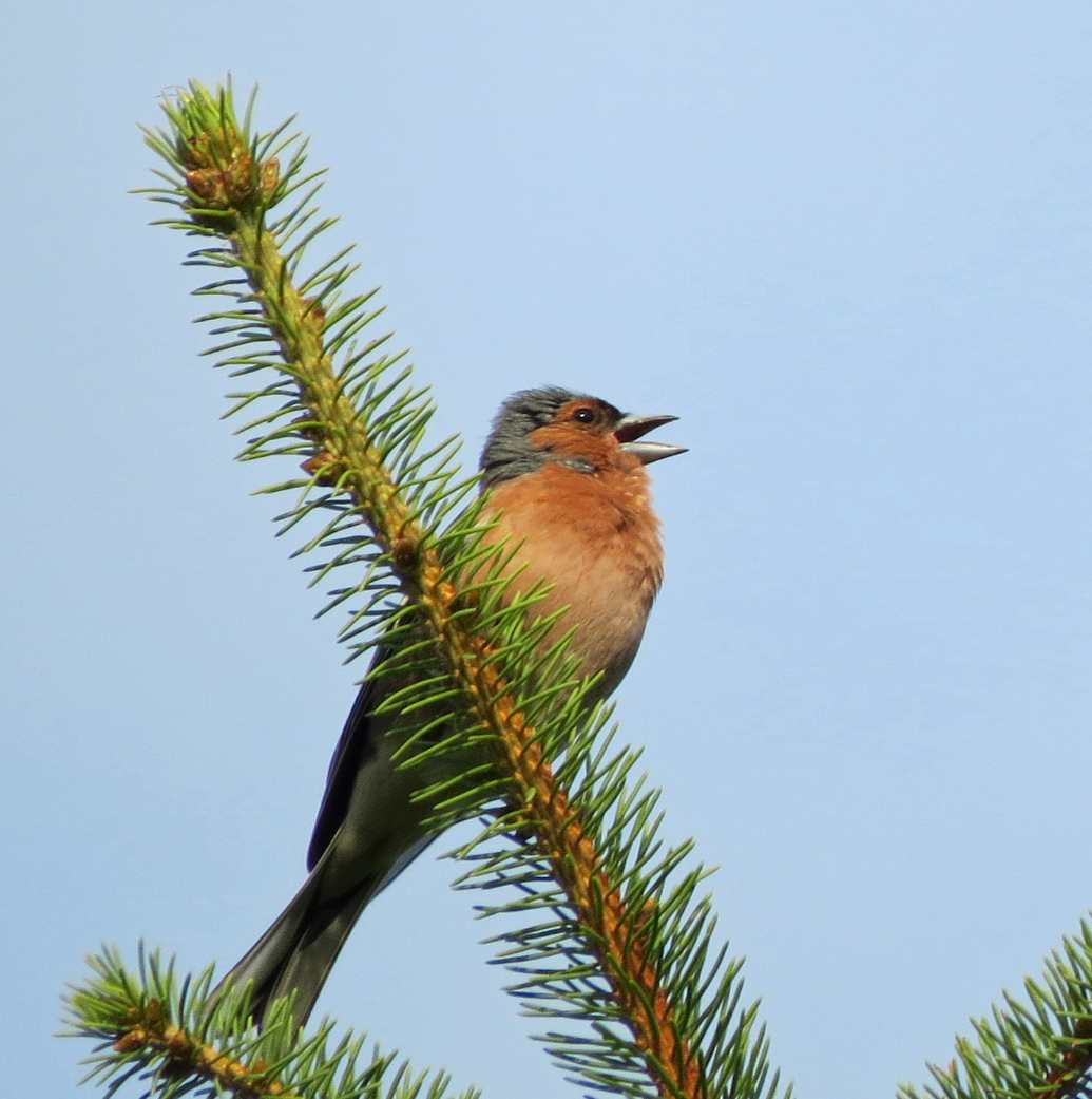 Vink (2)