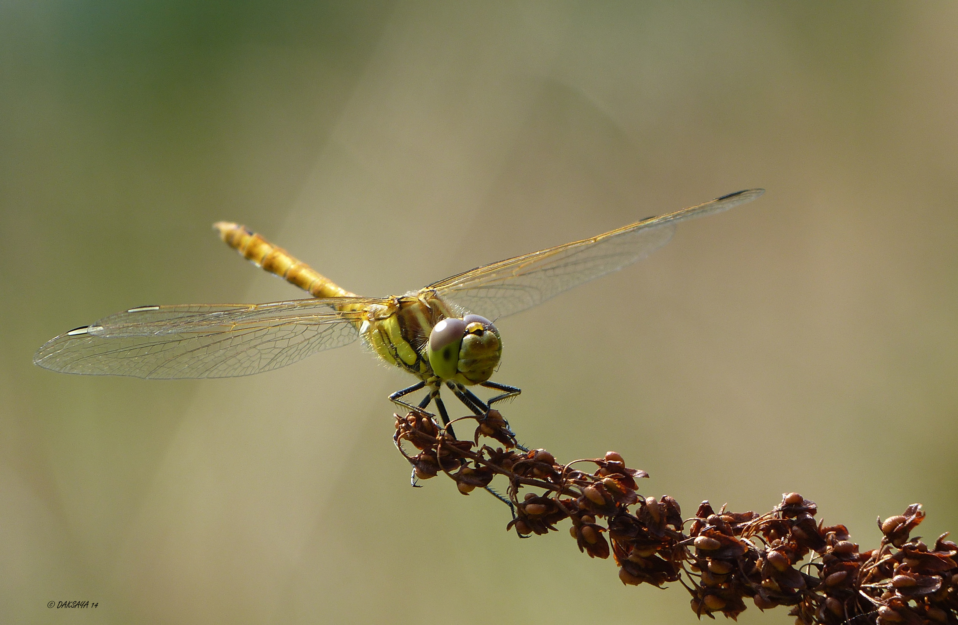 Heidelibel