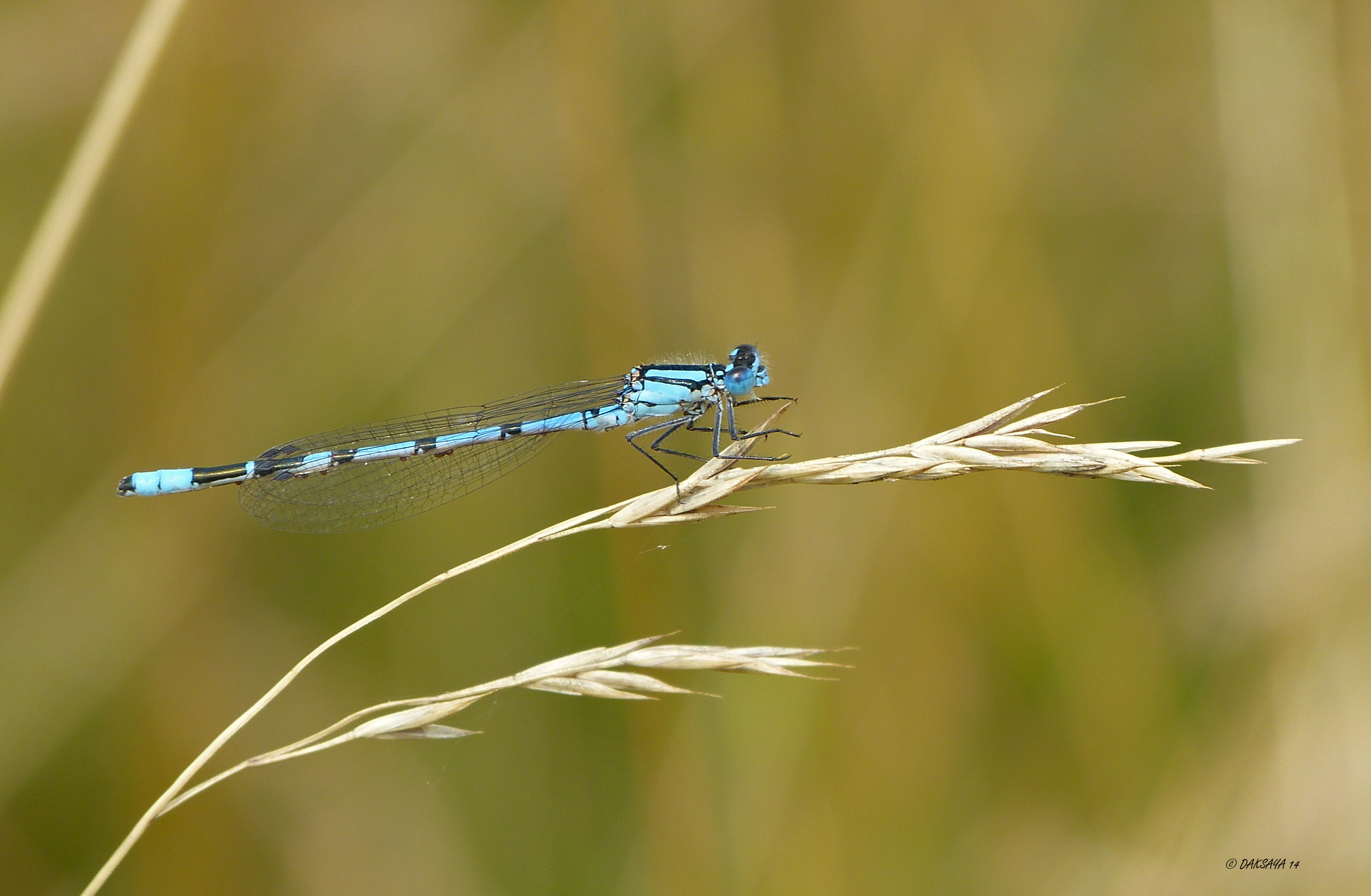 Blauwe juffer