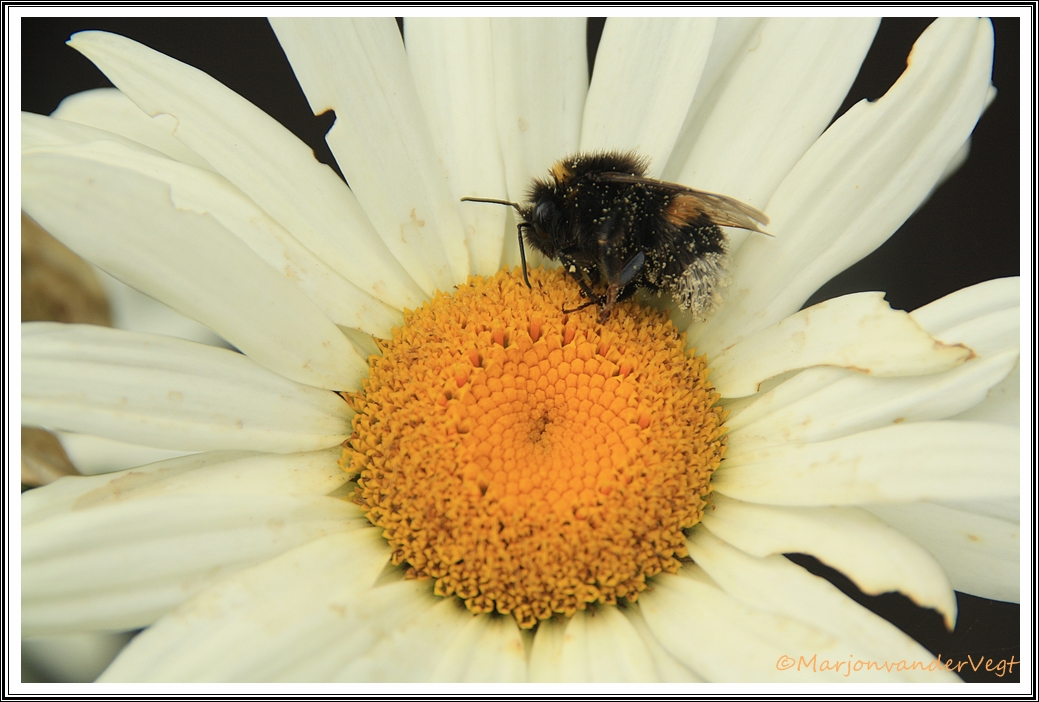 Bij die 't loodje legde