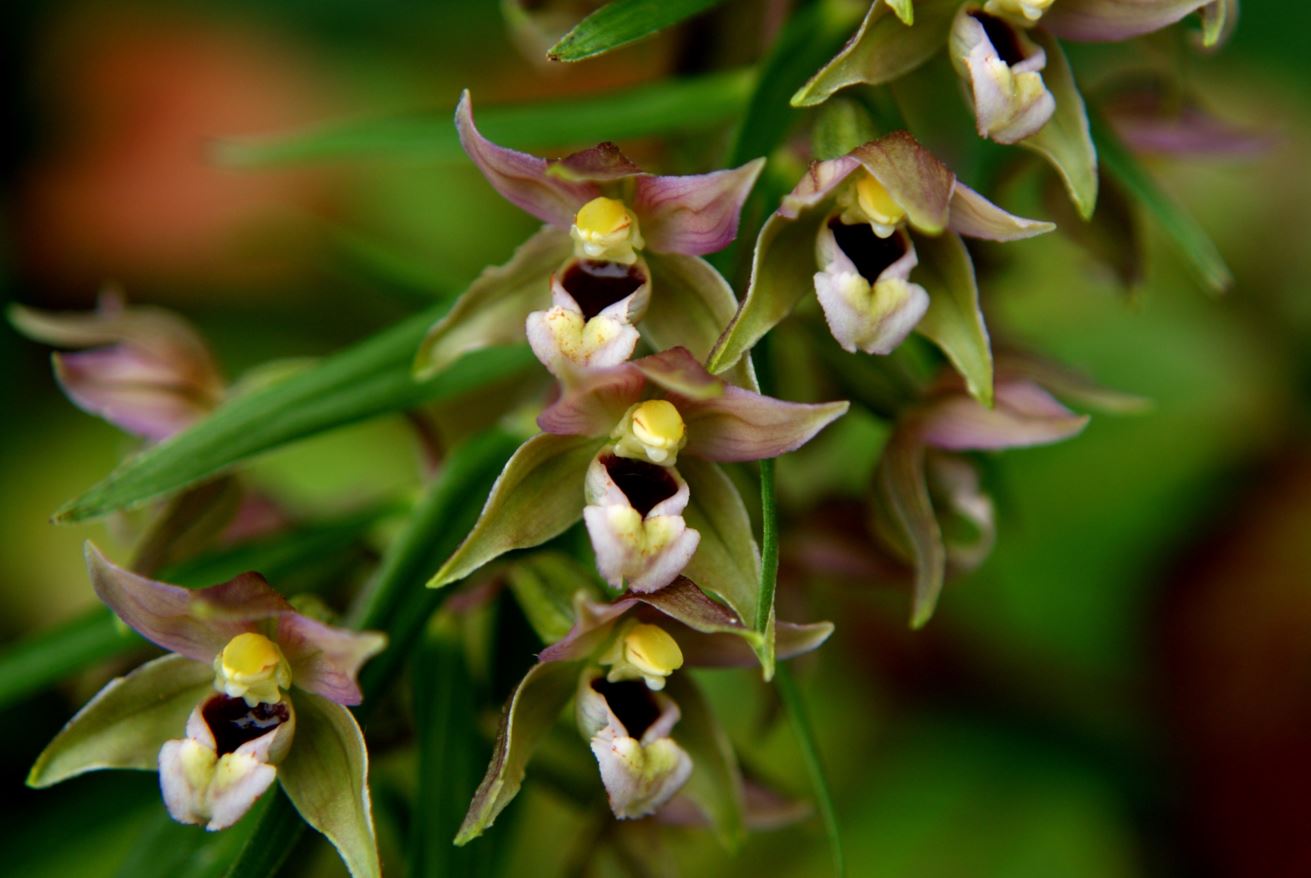 Wespenorchis
