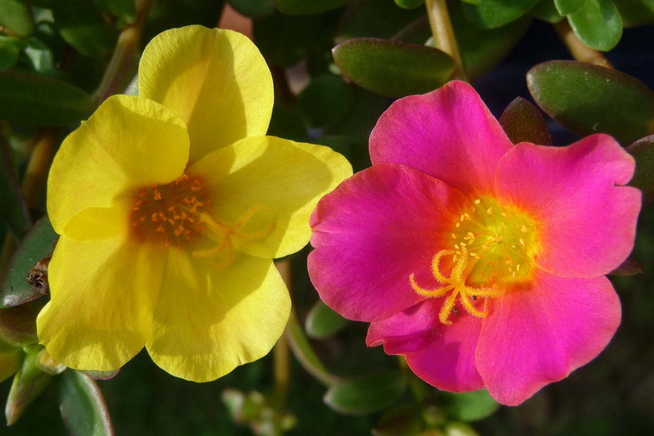 Portulaca