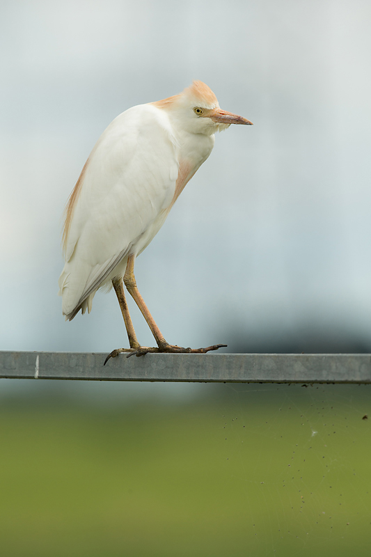 ze zijn er nog steeds