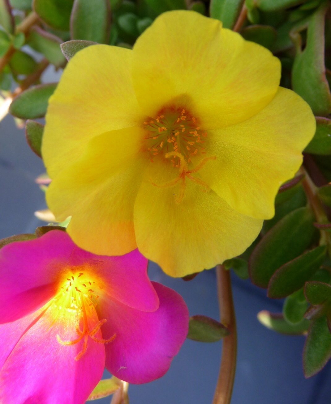 Portulaca