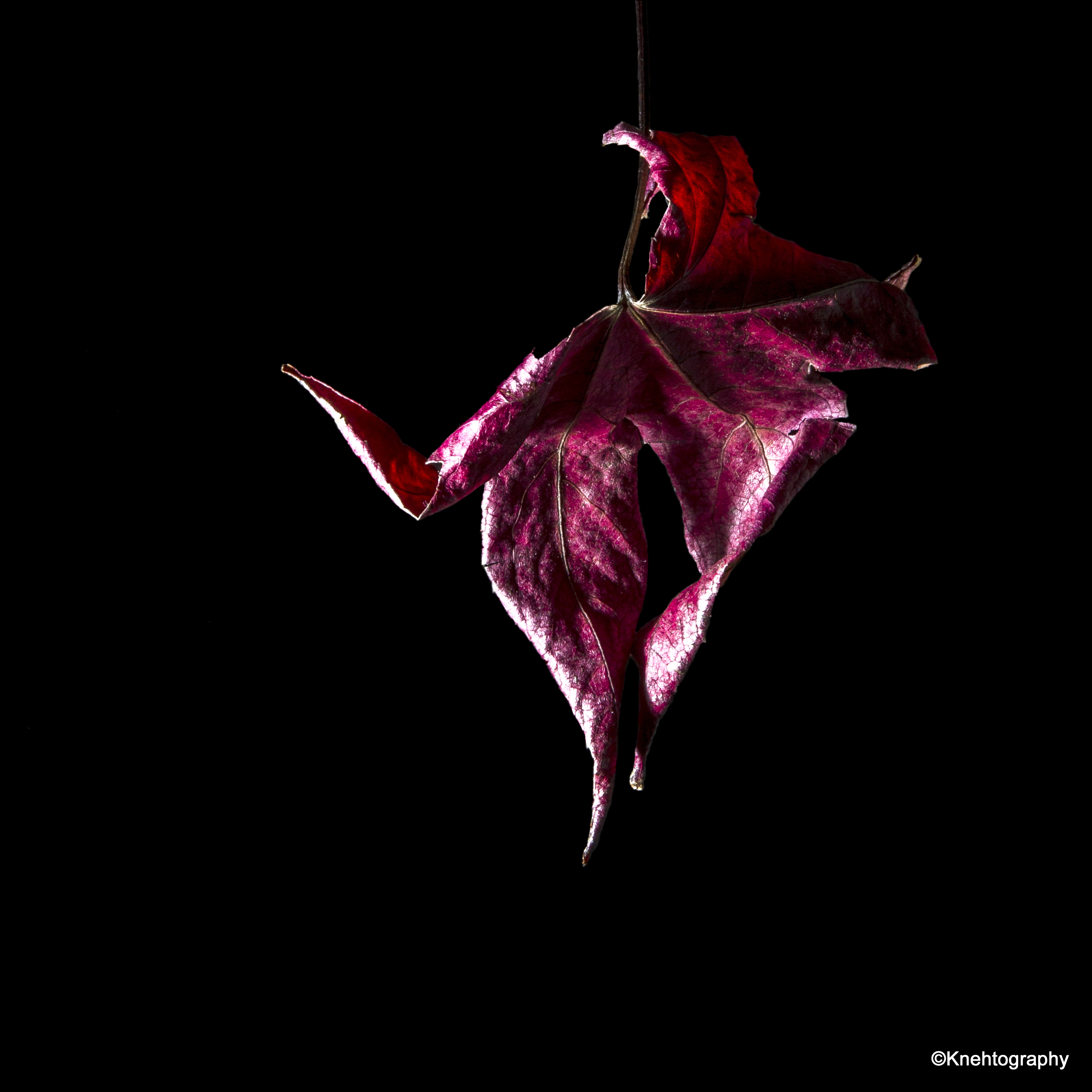 Dancing Fairy