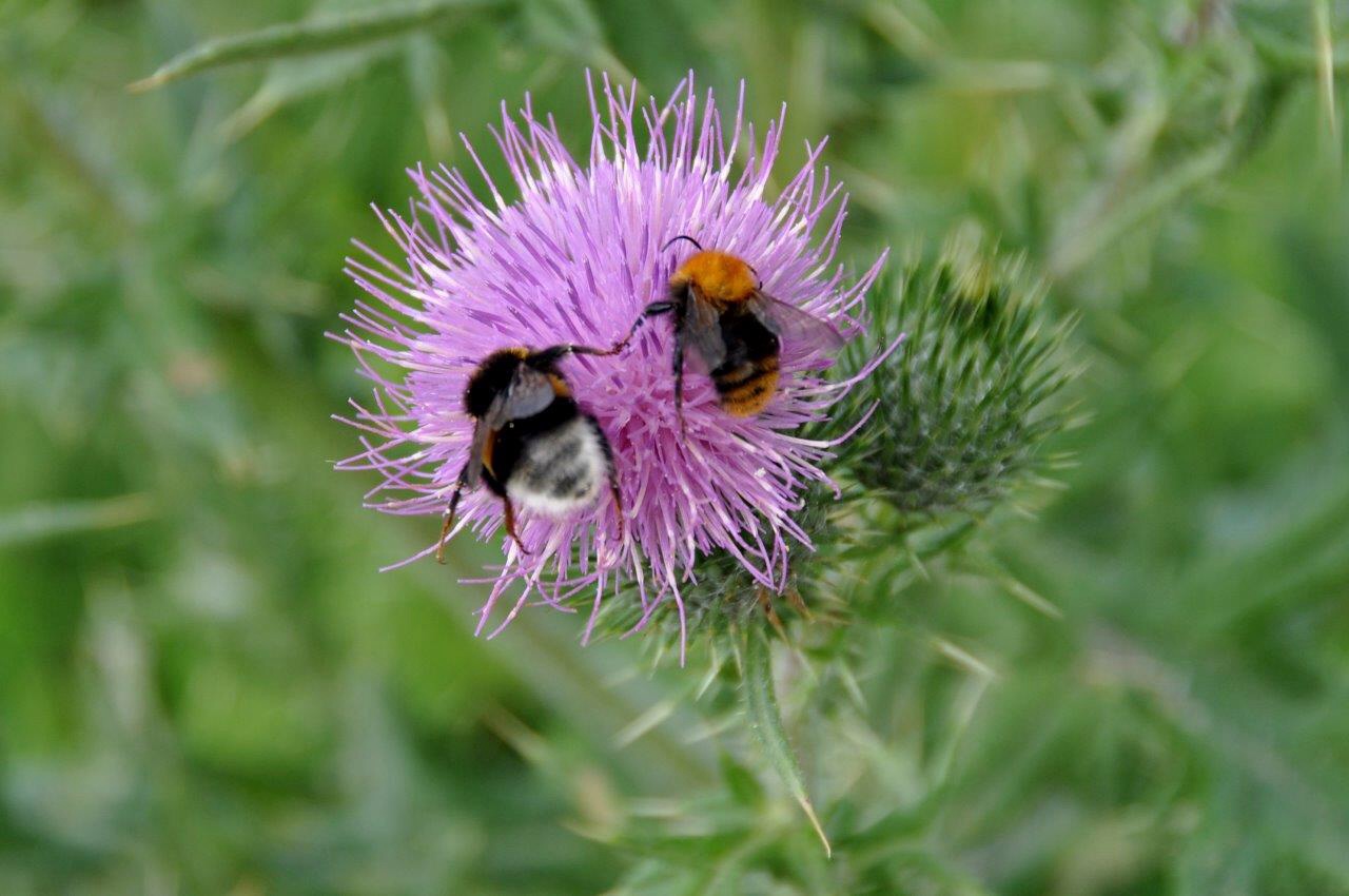 Twee hommels op distel