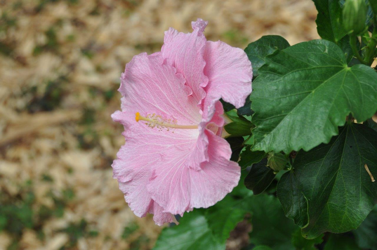 Hibiscus 2