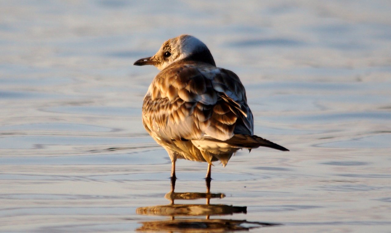 In het laatste streepje sonlicht .