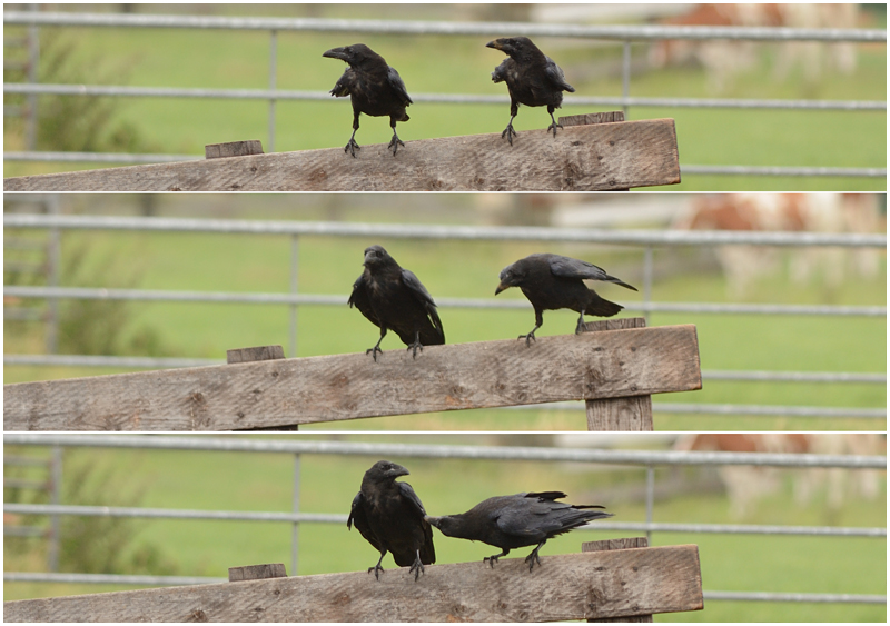 Jonge Raven