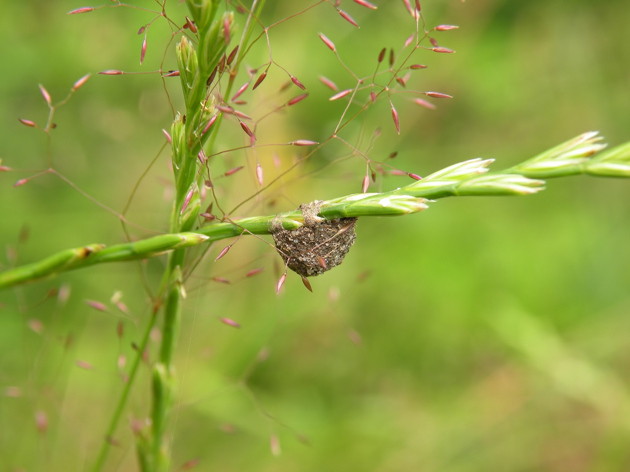Ja we hebben een ???