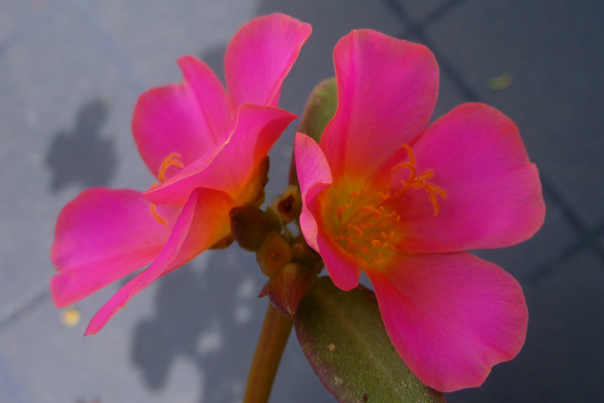 Portulaca