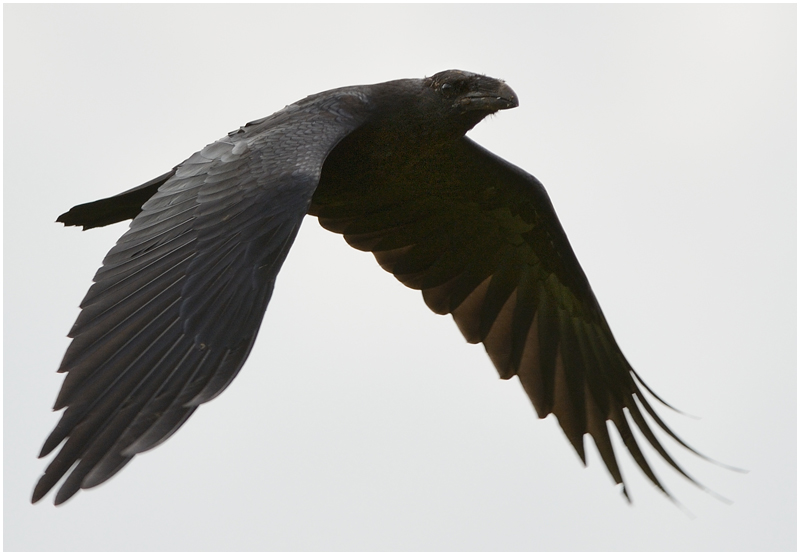 Wassenaarse jonge Raaf...