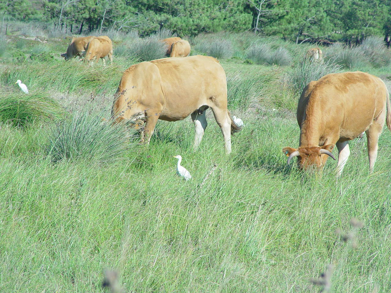 Koeien en koereigers