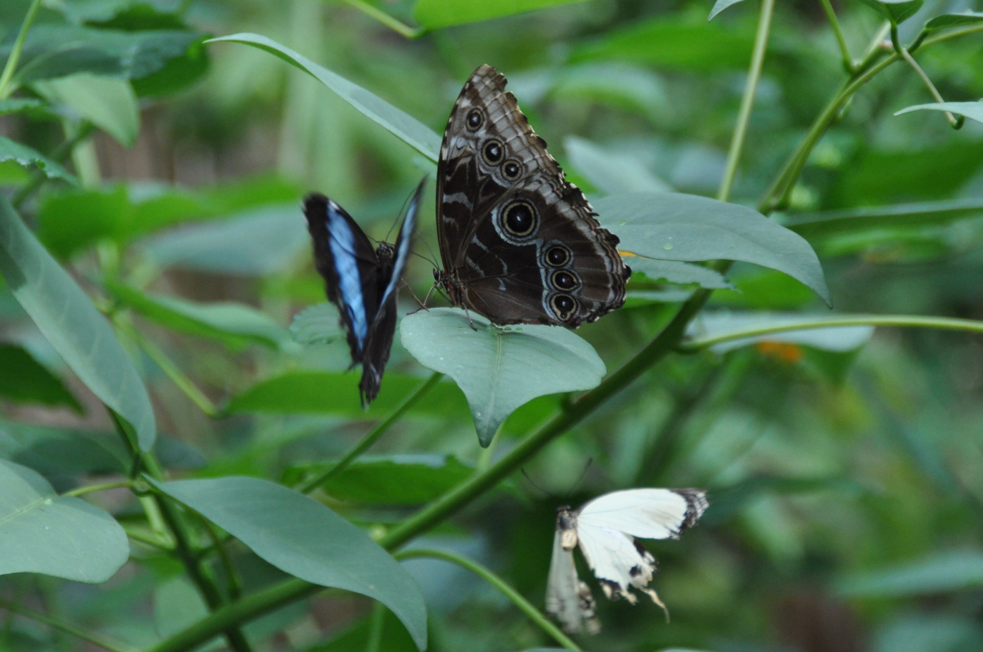Morpho Peleides