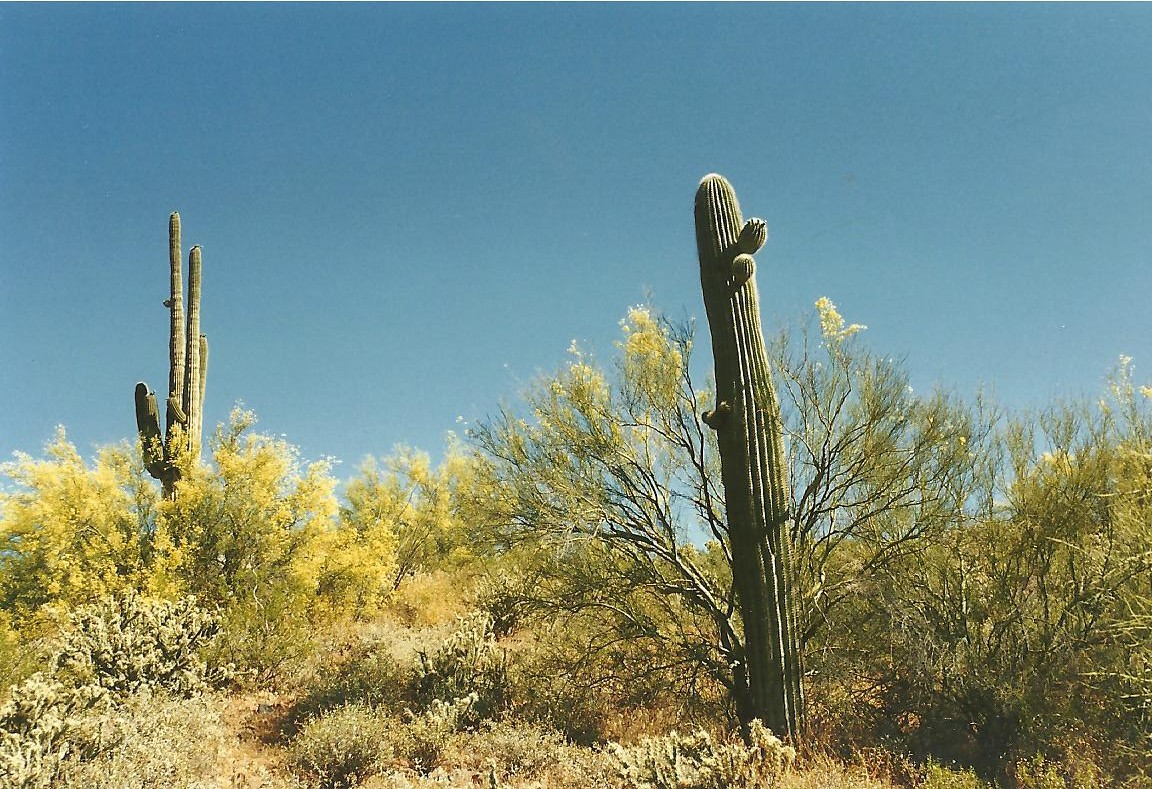 Saguaro Cactussen