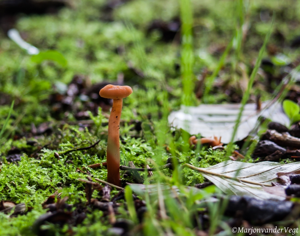 Oranje geel trechtertje