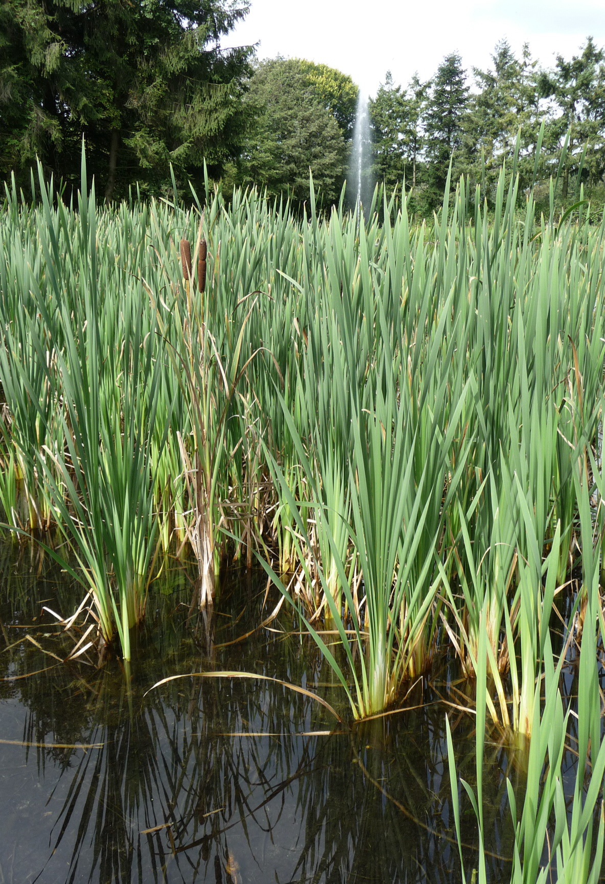 Riet 2