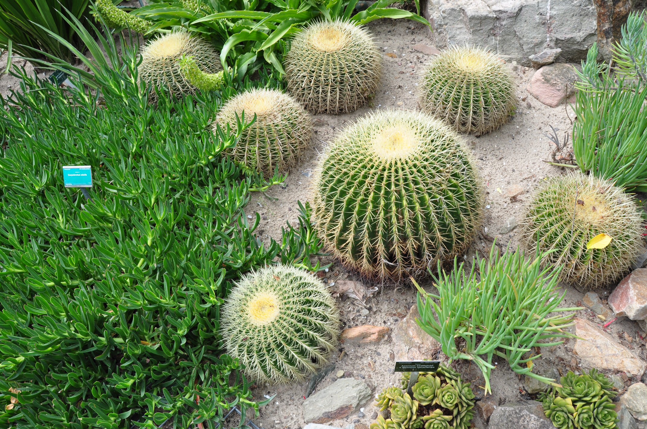 Hoe ronder hoe mooier