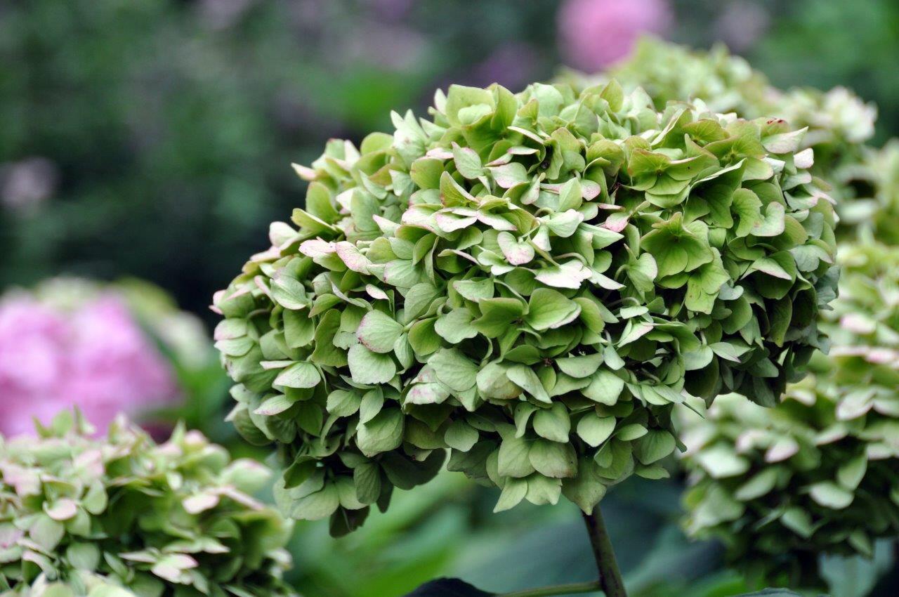 Hortensia 3