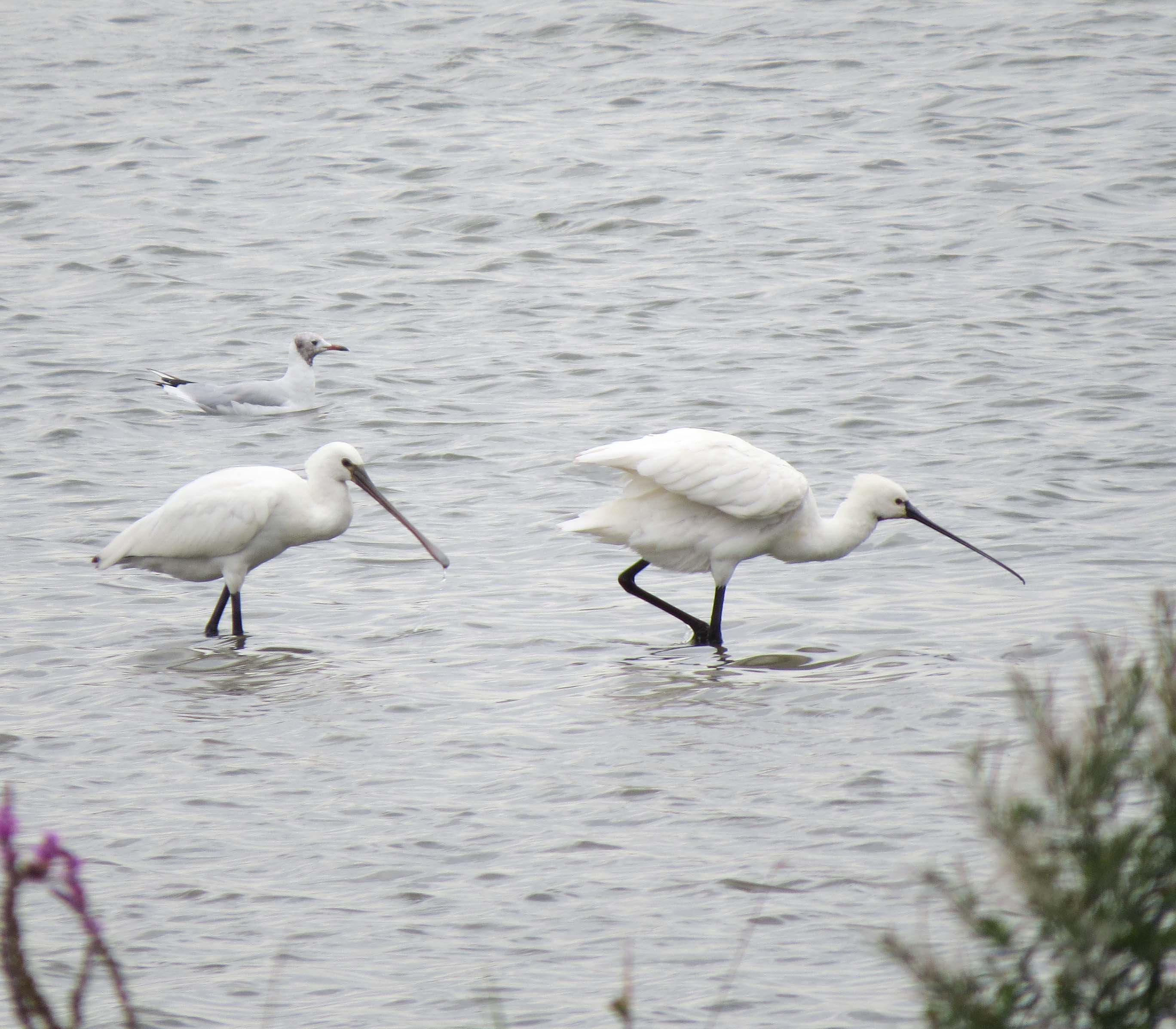 Lepelaars langs de Linge (2)