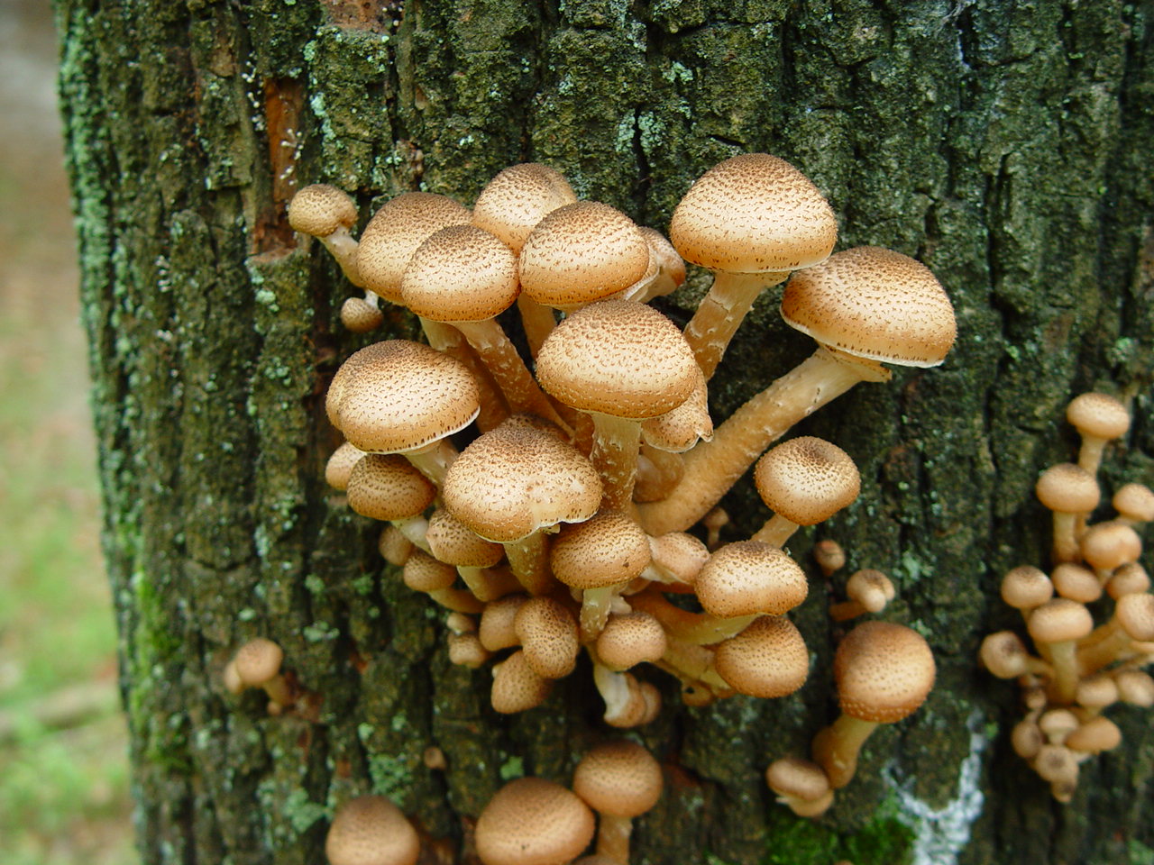 Sombere honingzwammen