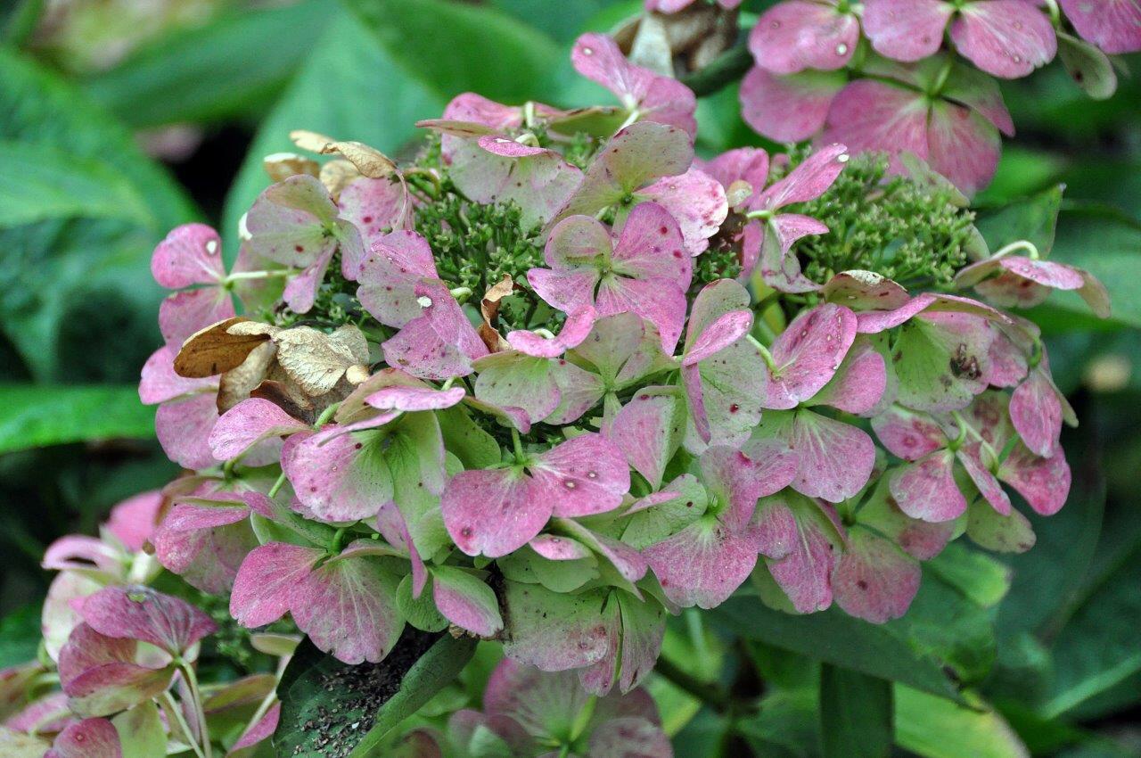 Hortensia 2